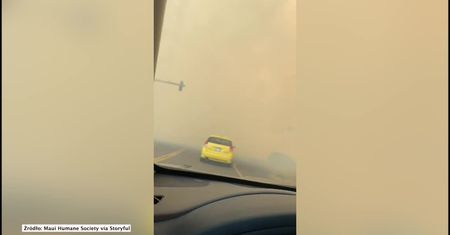 Nagła ewakuacja schroniska dla zwierząt na Hawajach. Zagrażał mu szalejący pożar
