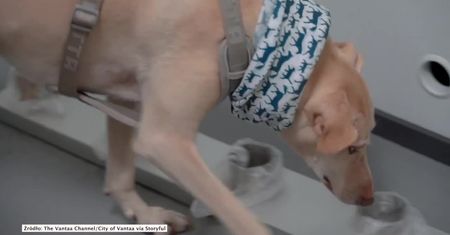 Psy wykrywają zakażonych koronawirusem na lotniskach. Wynik testu jest natychmiastowy i dokładny
