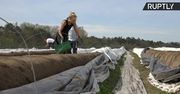 Niemieccy studenci pomagają przy zbiorze szparagów
