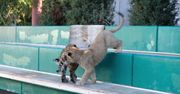 Aaa, kotki dwa! Niezwykła przyjaźń tygrysa i lwa w zoo w Soczi