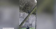 Szympansy uciekły z zoo w Dublinie. Pomogło im złamane podczas burzy drzewo