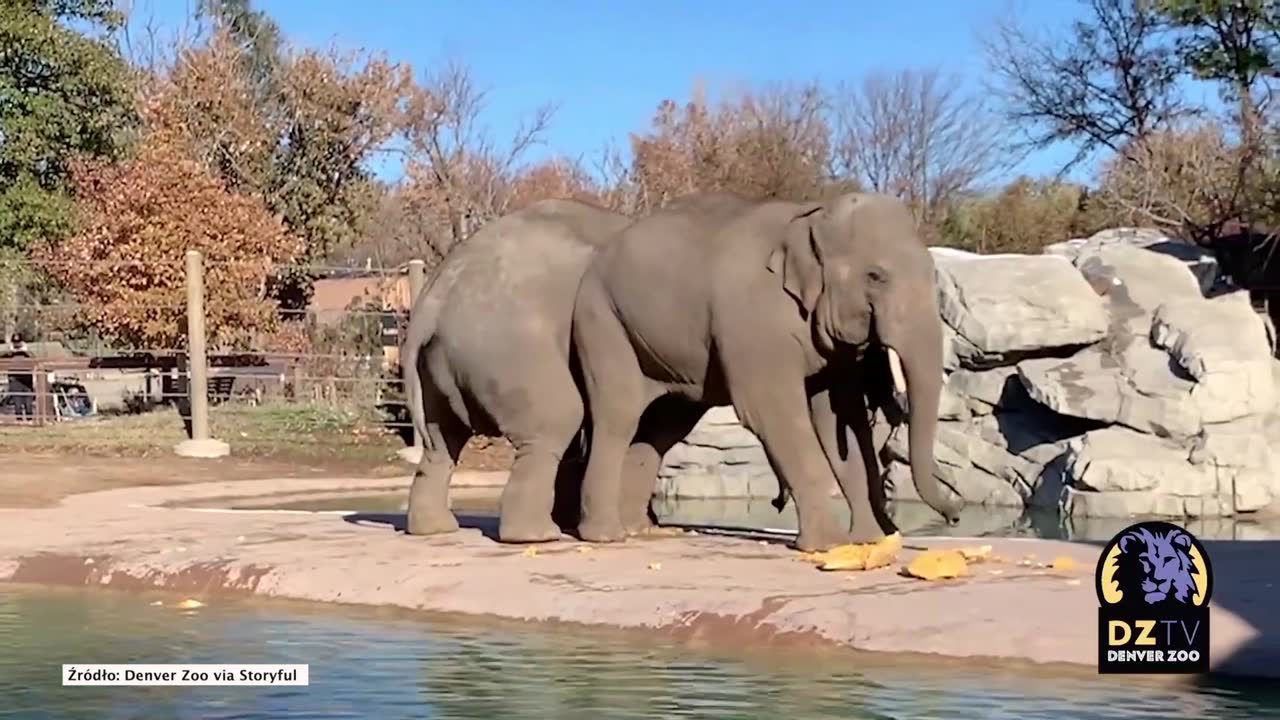 Słonie z zoo w Denver też świętowały Halloween. Dostały dynie!