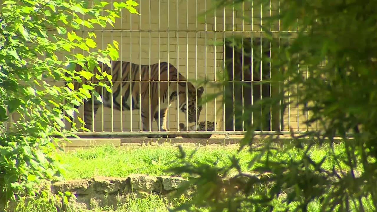 We wrocławskim zoo przyszedł na świat tygrys sumatrzański