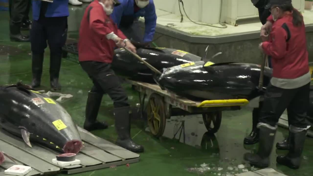 Duży spadek wartości tuńczyka błękitnopłetwego na aukcji w Tokio.