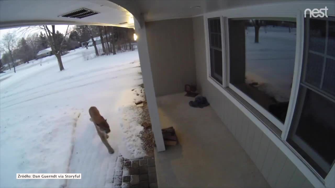 Ciekawska, jak… puma. Zajrzała do domu w Wisconsin szukając jedzenia