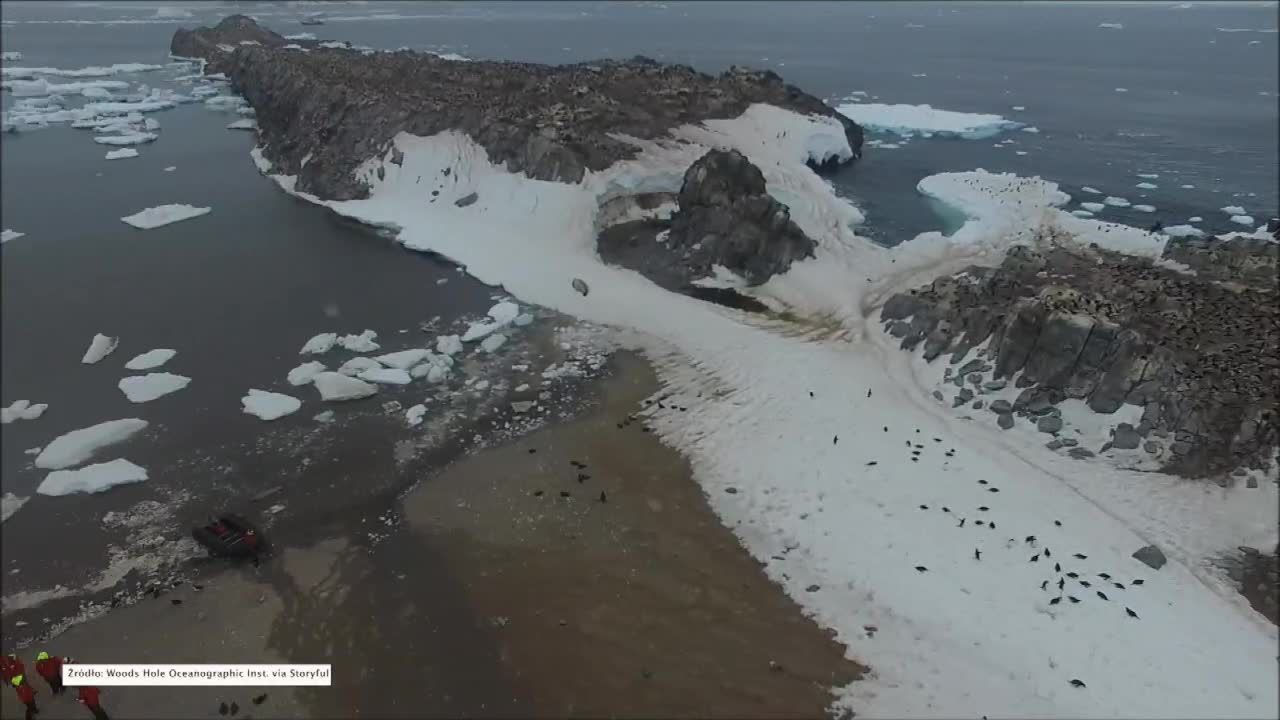 Naukowcy z USA odkryli na Antarktydzie kolonię liczącą półtora miliona pingwinów