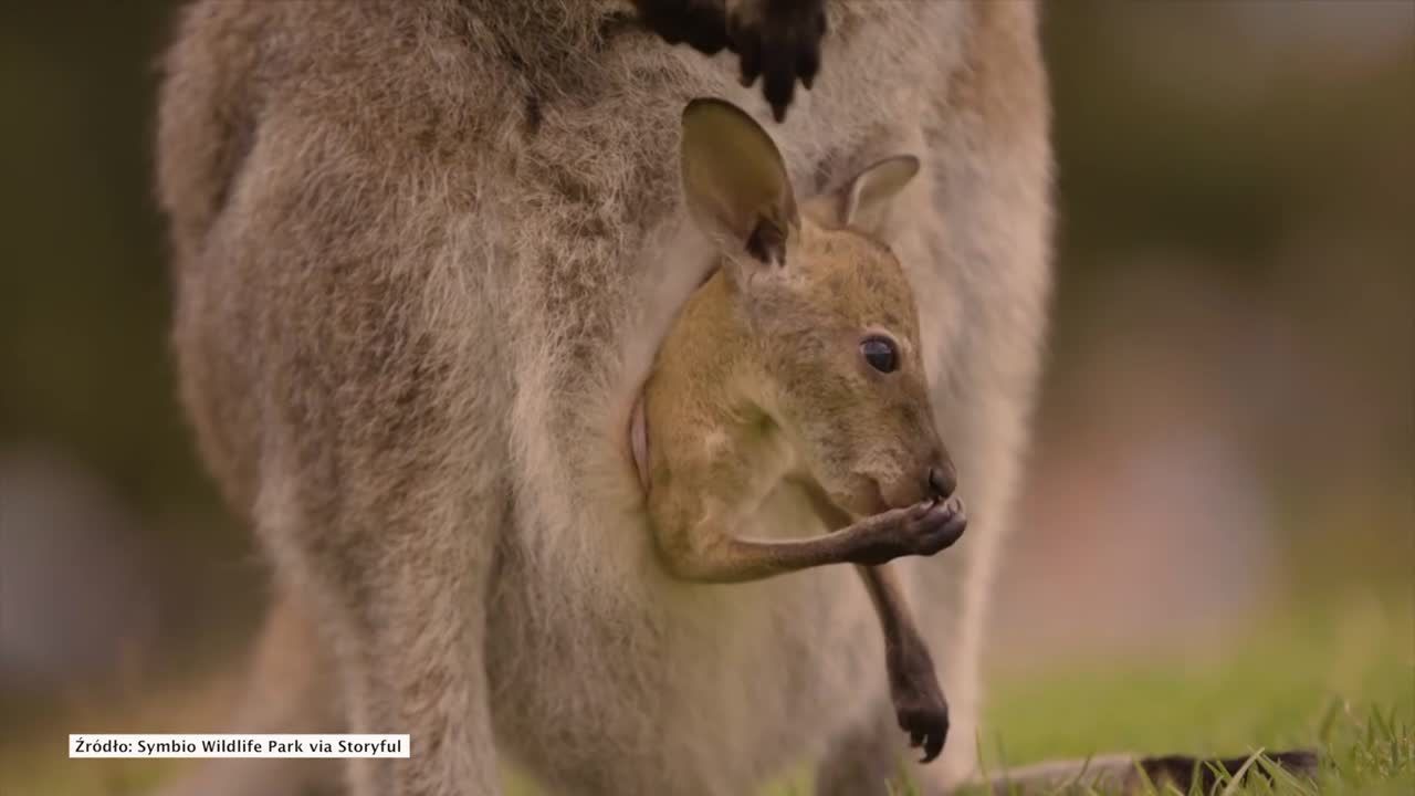 Mały kangurek zaciekawiony wygląda z torby