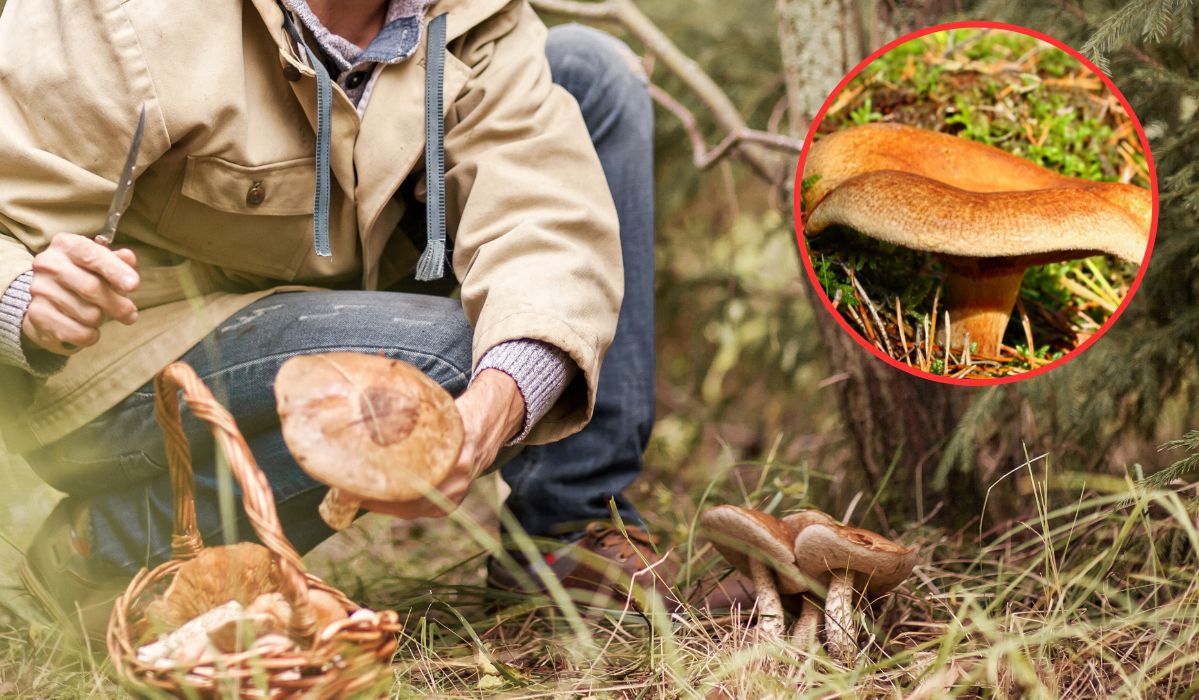 Poważany mykolog zjadł po zjedzeniu olszówki - Pyszności; foto: Canva