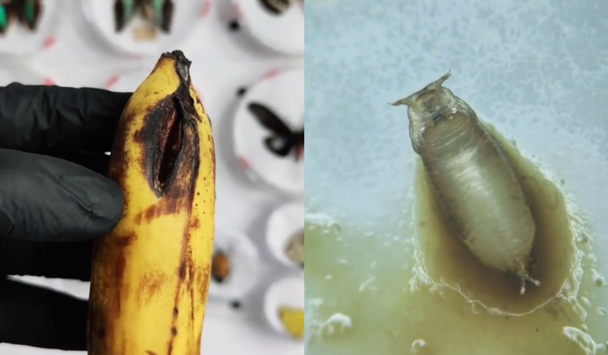 Pokazał zepsutego banana pod mikroskopem. "Straszne. Już nigdy więcej nawet nie tknę"