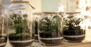 Pomysł na biznes: Las w słoiku