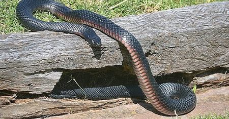 Australia. Ogromny, jadowity wąż znaleziony na strzelnicy