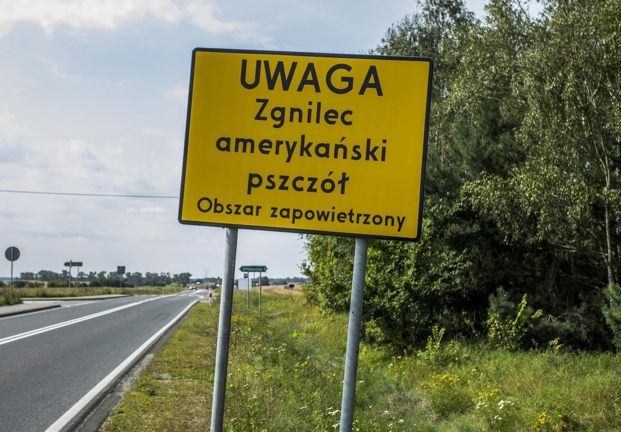 Zgnilec amerykański zaatakował pszczoły w Krakowie. To już kolejny region zarażony bakterią