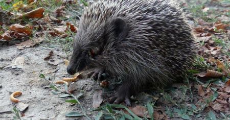 Zamość (Lubelskie). Wydłubali jeżowi oczy zapałkami. Chora zabawa młodych "ludzi"