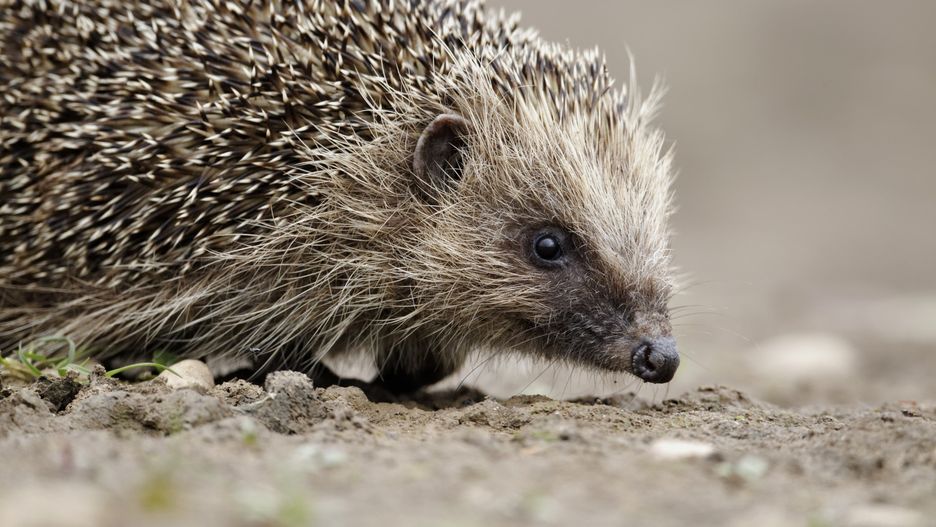 We Wrocławiu ktoś zabija jeże