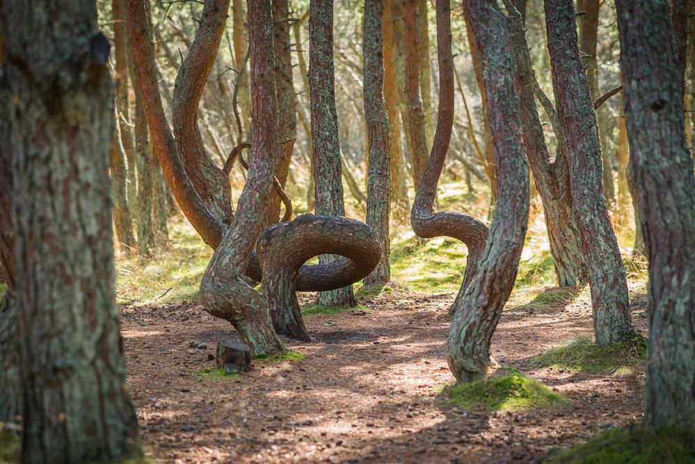Susza w lasach – niektórym gatunkom drzew grozi całkowite zniknięcie