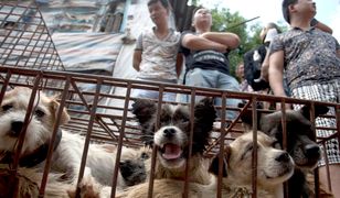 Najstraszniejszy festiwal świata. W Chinach zginą tysiące psów