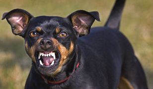 Internauci chwalą psy, które zagryzły człowieka. "To skandal", mówią politycy