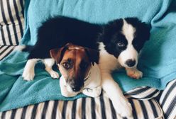 "Nikt nie pyta, czy dziecko może wejść do restauracji". Właściciele psów burzą się na zasady