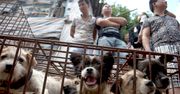 Najstraszniejszy festiwal świata. W Chinach zginą tysiące psów