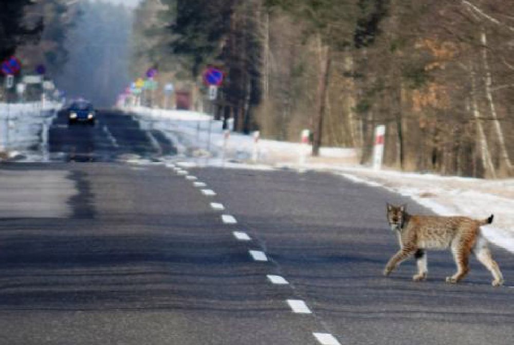 Strażnicy przy wschodniej granicy trafili na "leśnego ducha"