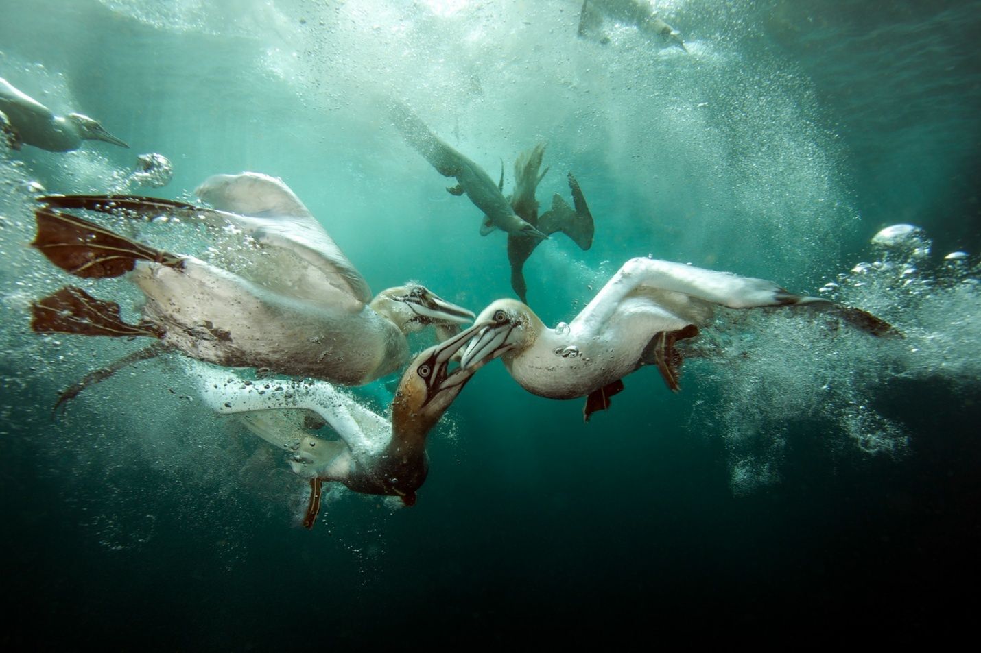 Underwater Photographer of the Year 2015 - najlepsze fotografie wykonane pod wodą 5