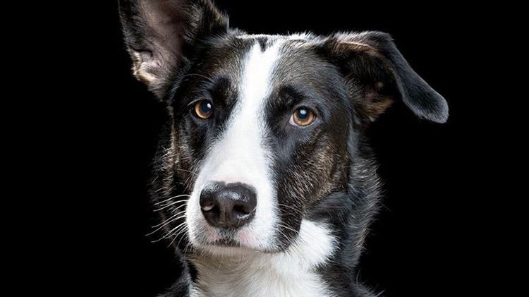 Osobiste portrety zwierząt w minimalistycznej odsłonie 1