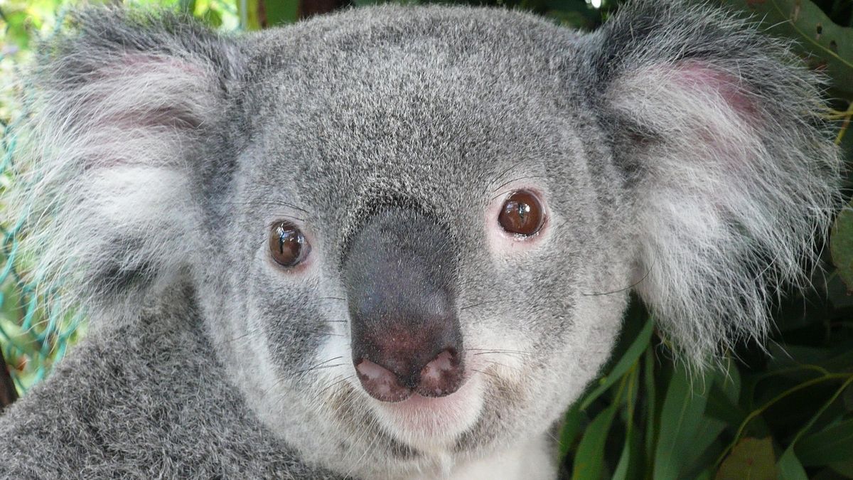 Koale masowo chorują na chlamydiozę 