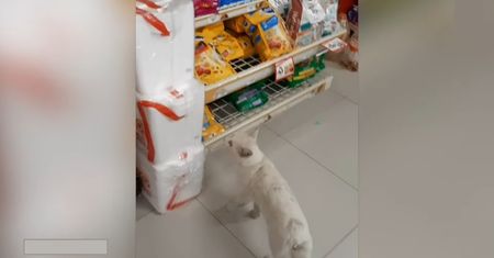 Nagranie jest hitem sieci. Tak inteligentnego kota internauci nie widzieli
