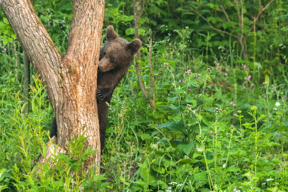 Niedźwiedzie w Polsce są pod ochroną