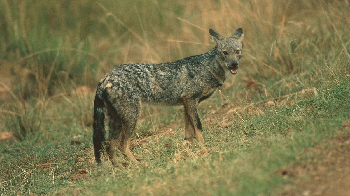 Szakal złocisty atakuje w Niemczech.
