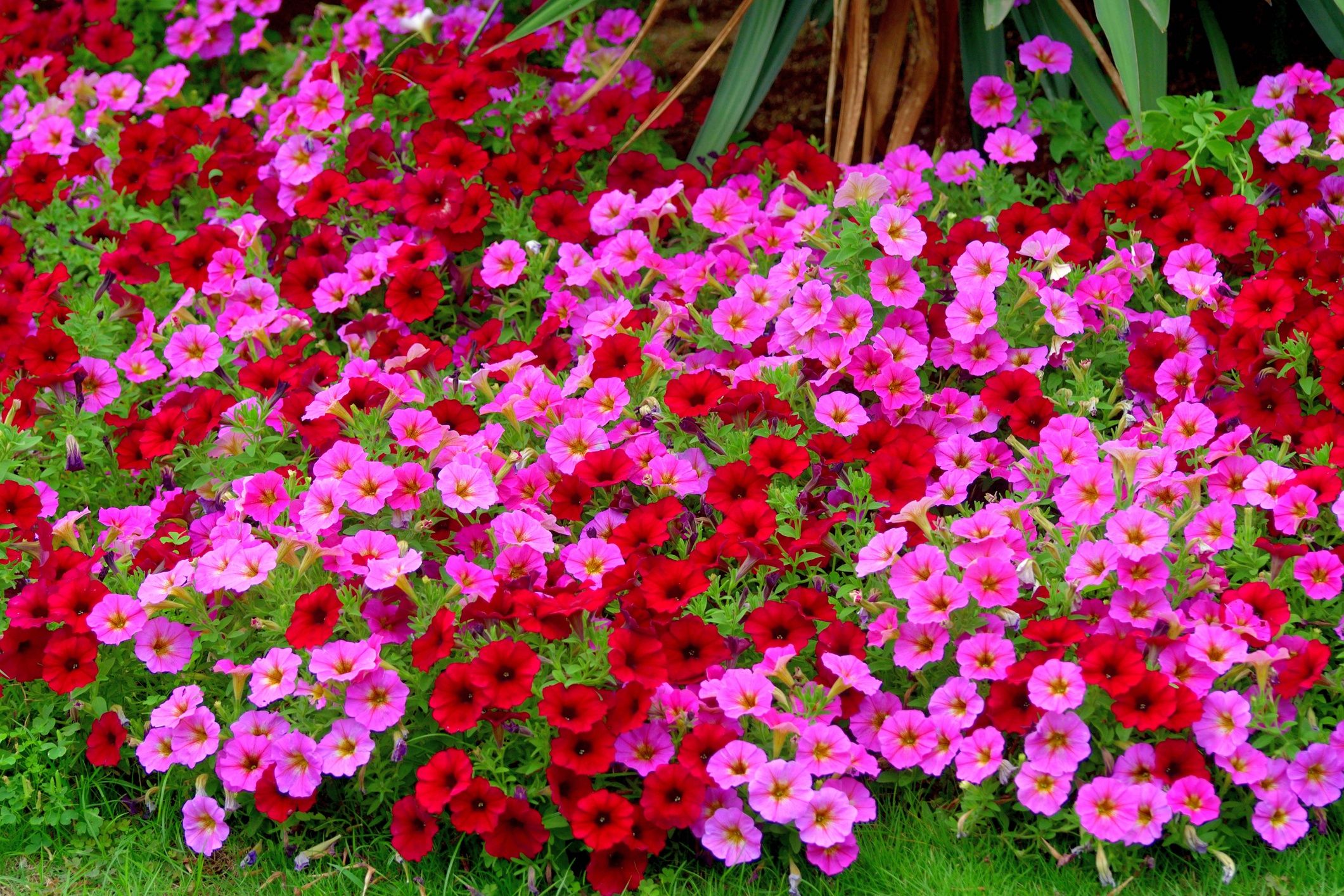 Petunia x Calibrachoa