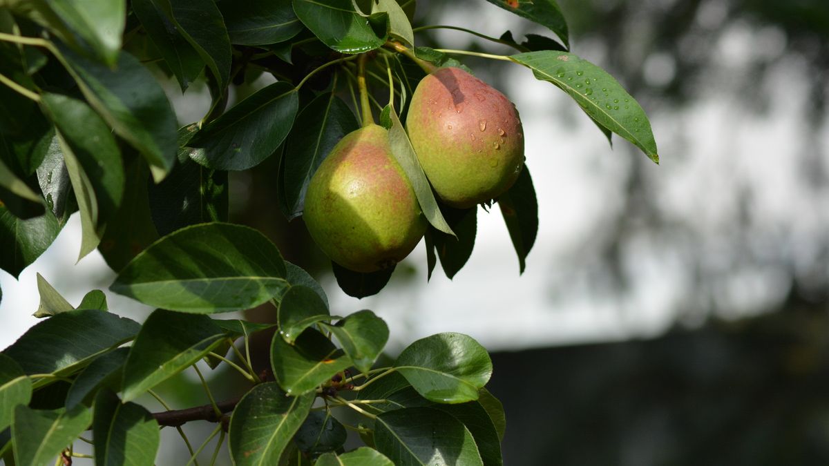Gruszka rosnąca na drzewie