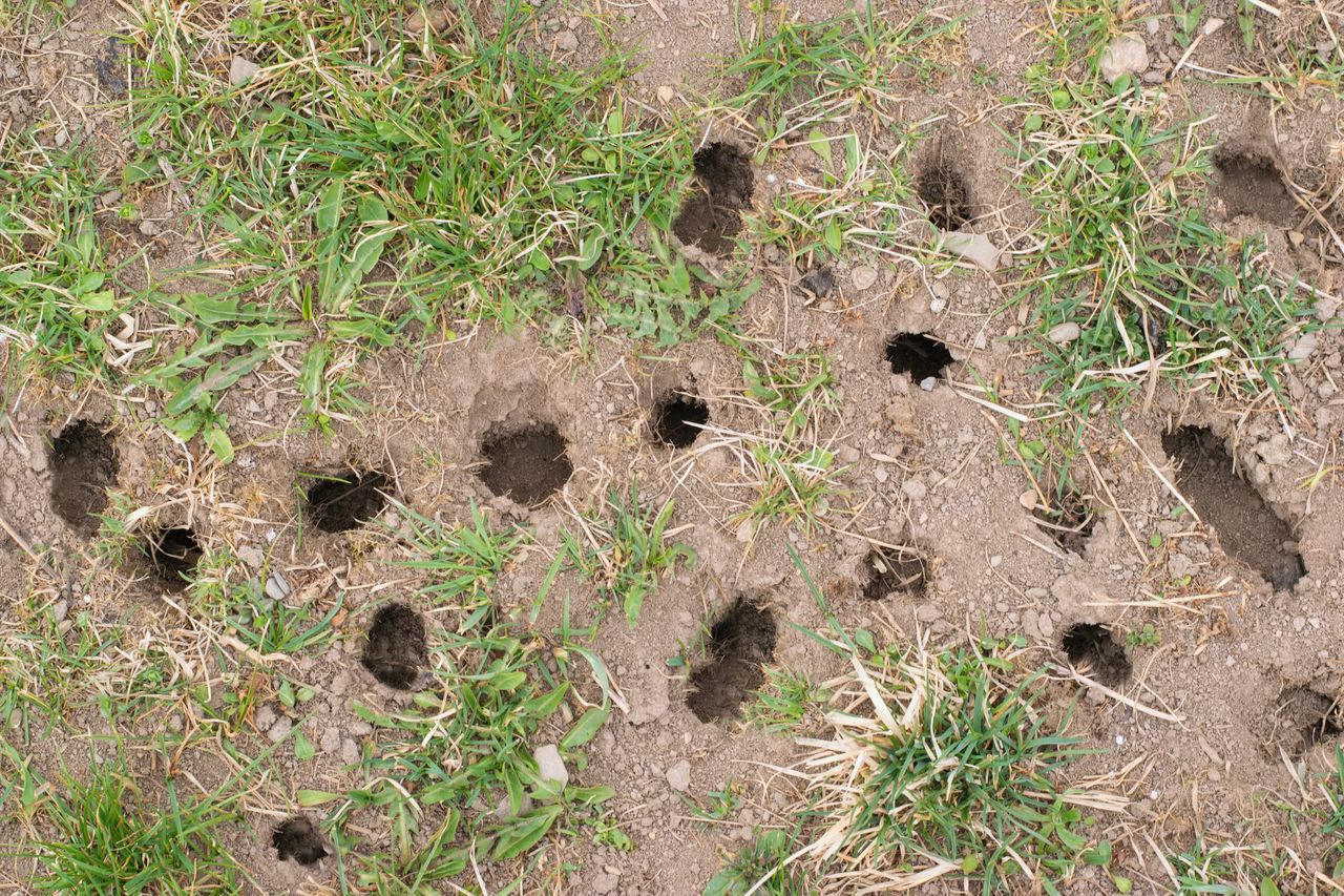 Combat garden pests with coffee: Natural vole deterrents revealed