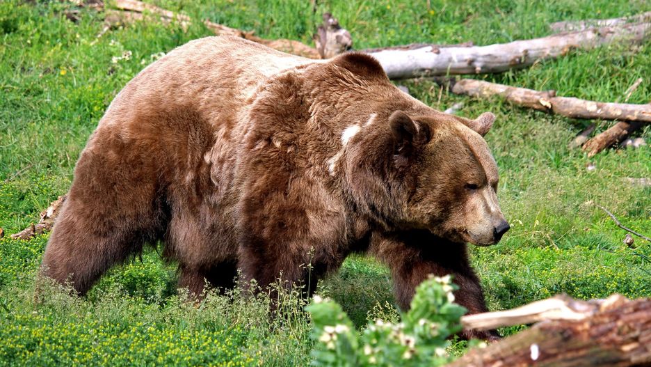 USA. Horror na biwaku. Wyszarpał ją z namiotu i zagryzł 