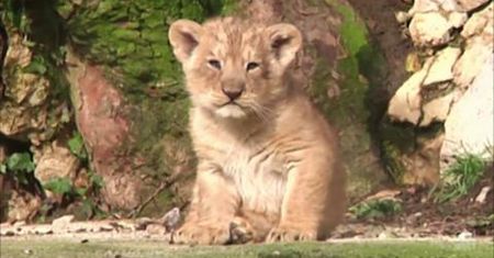 Rzadko spotykane kocięta lwa azjatyckiego urodziły się we francuskim ogrodzie zoologicznym