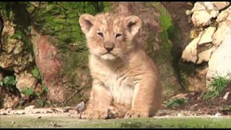 Rzadko spotykane kocięta lwa azjatyckiego urodziły się we francuskim ogrodzie zoologicznym