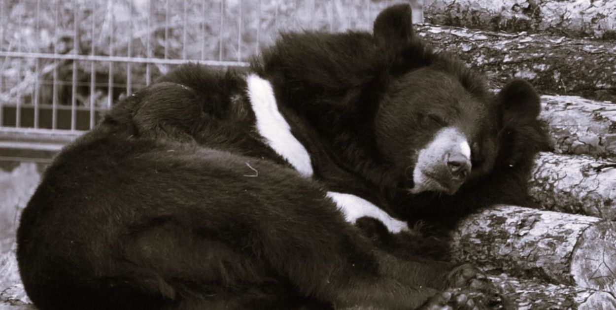 Legenda Toruńskiego Zoo nie żyje. Wolta odeszła po 40 latach
