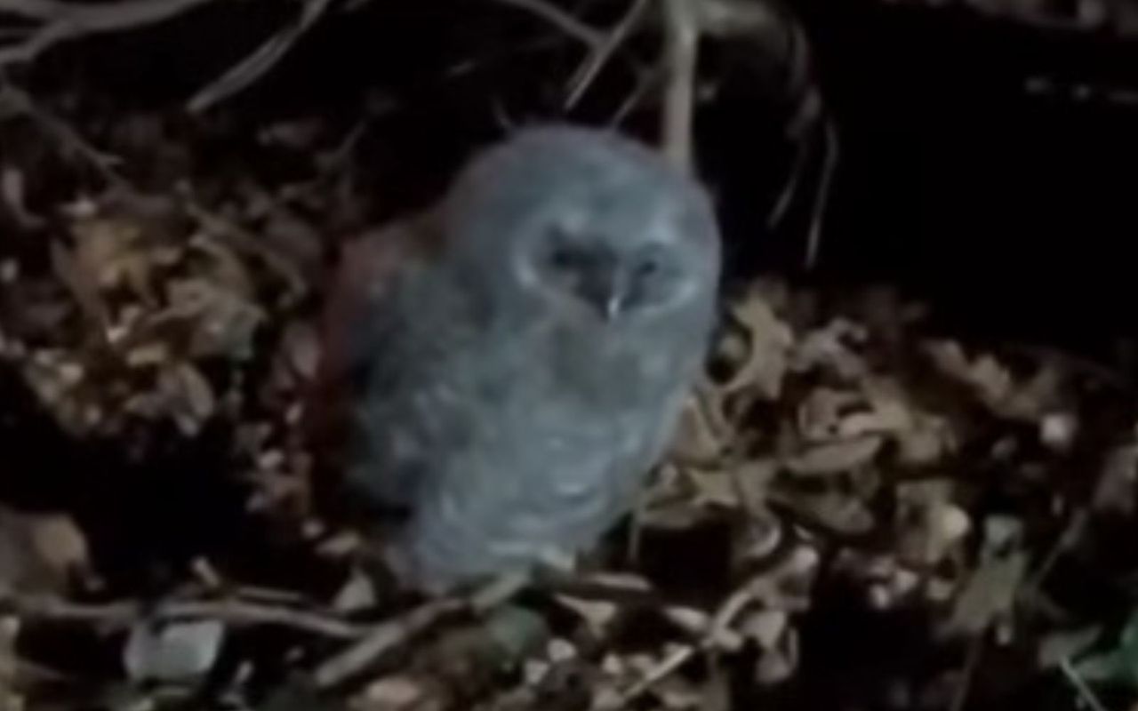 "Puchata kulka" na ziemi. Leśnicy tłumaczą, co się dzieje