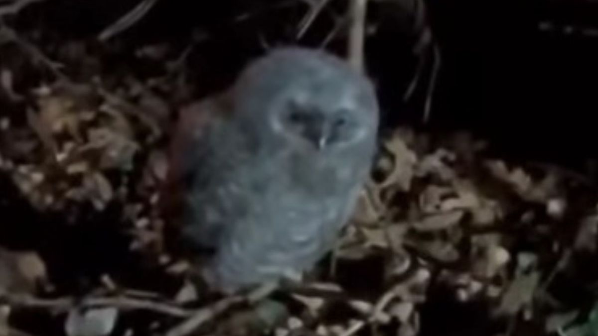 "Puchata kulka". Leśnicy piszą, gdzie je można spotkać