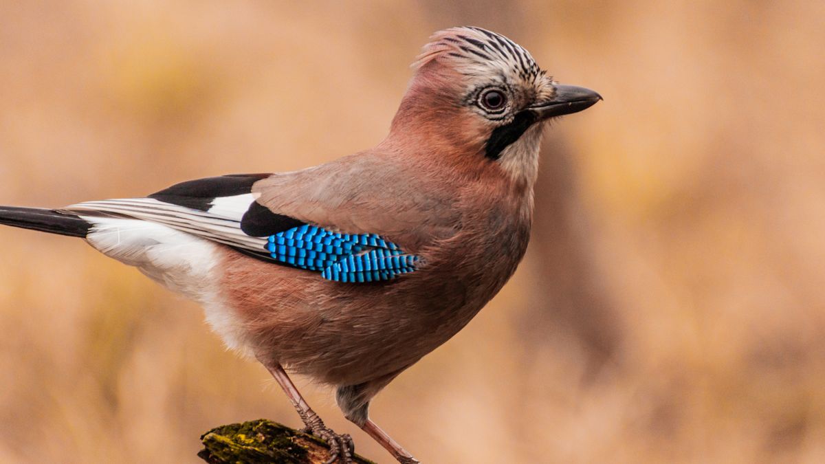 Sójka - te ptaki są w Polsce bardzo popularne