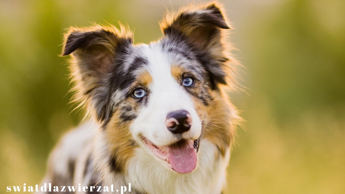 border collie pies