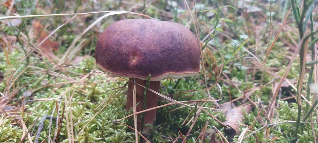 Zaniemyśl to stolica koźlarzy