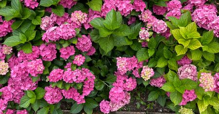 Kiedy podlewać hortensje? Pora dnia ma ogromne znaczenie