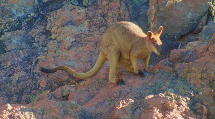 Dzikie lasy Australii