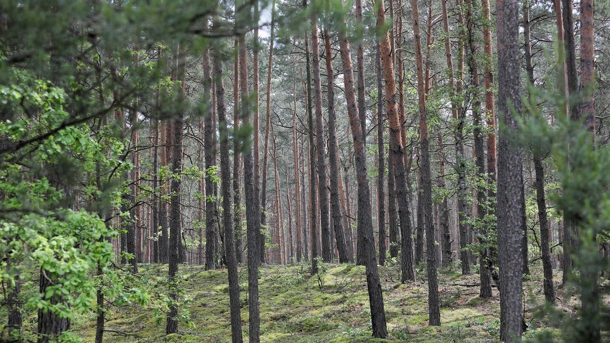 Kampinoski Park Narodowy znajduje się na Mazowszu.