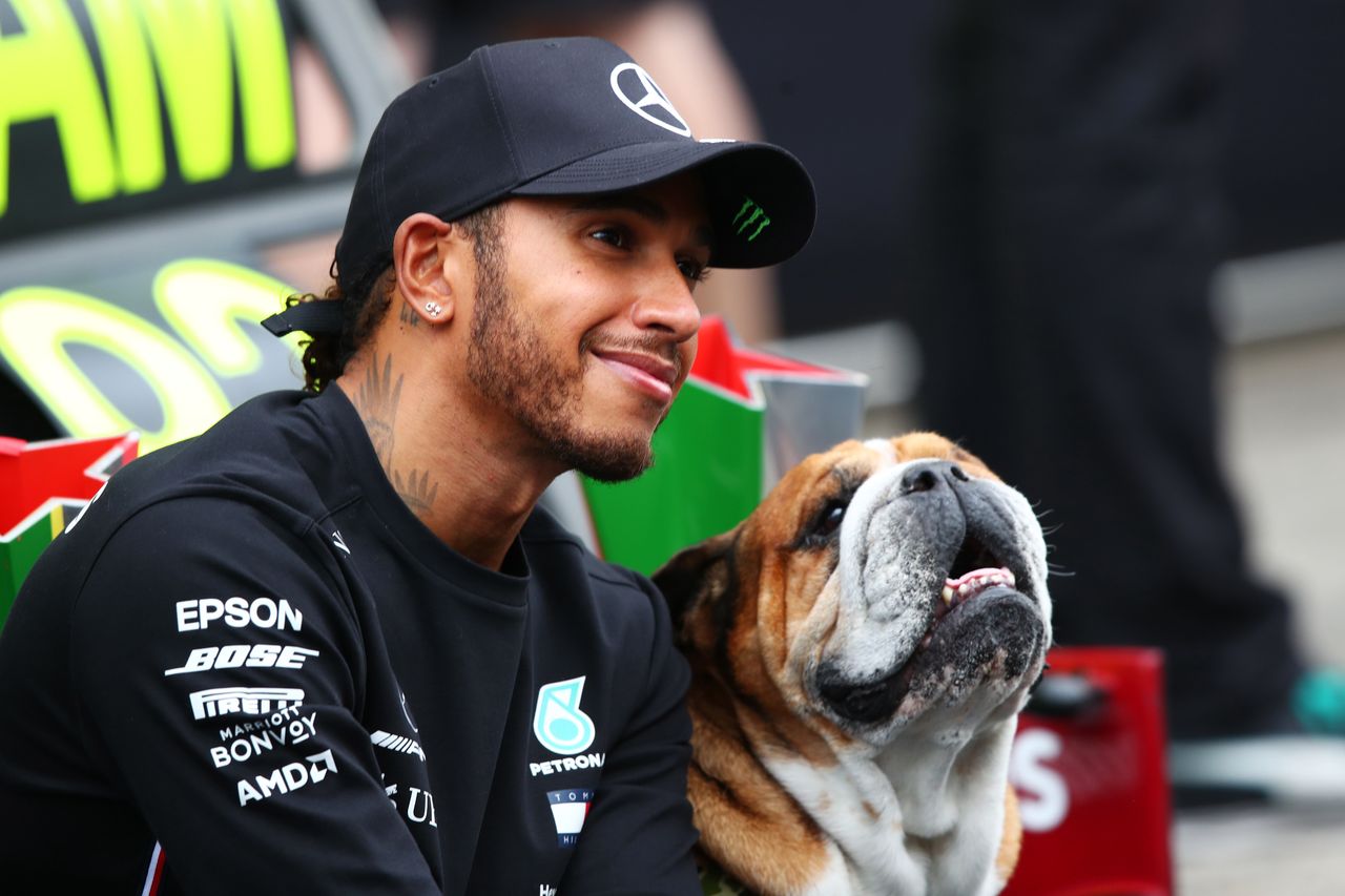 Pies, który stał się legendą padoku F1. Hamilton pożegnał ukochanego buldoga