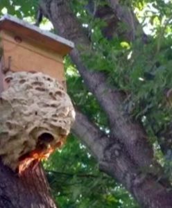 Warszawa. Groźni goście w parku na Woli. Rój szerszeni usuwały służby