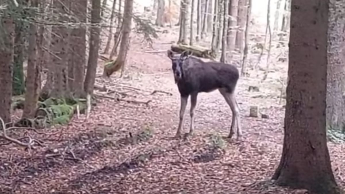 Emil został przewieziony z Austrii do Czech