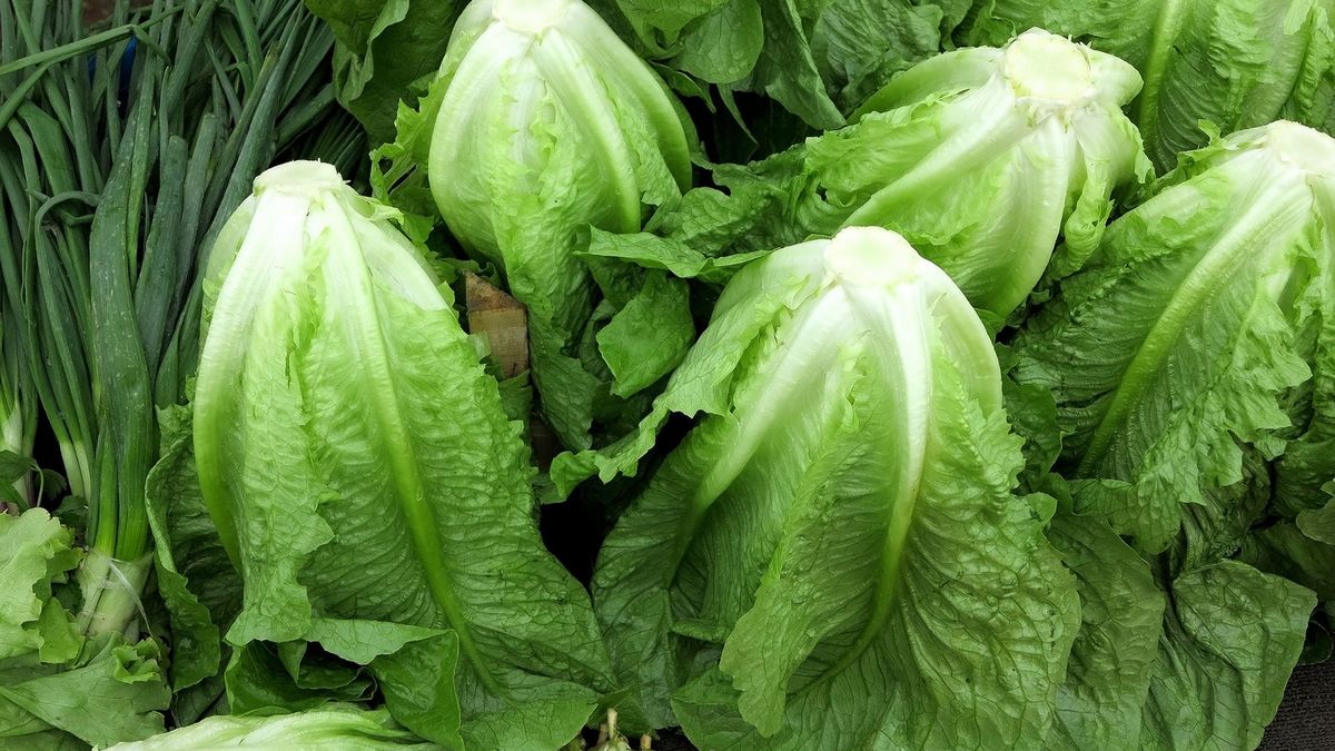 Bakteria L. monocytogens może znajdować się również w sałacie rzymskiej