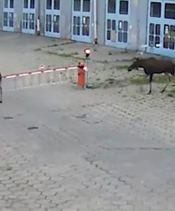 Łosie wybrały się na wycieczkę. Niecodzienny widok w Warszawie